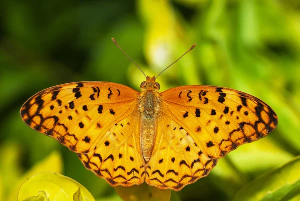 Společné leopard butterfly, Phalanta phalantha, Bombaj, Maharashtra, Indie. — Stock fotografie