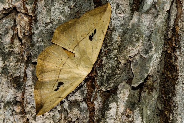 Traça, Drepanidae, Yeoor, Thane, Maharashtra, Índia . — Fotografia de Stock