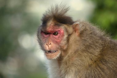Bir kızgın görünümlü rhesus makak veya maymun, Maharashtra, Hindistan.