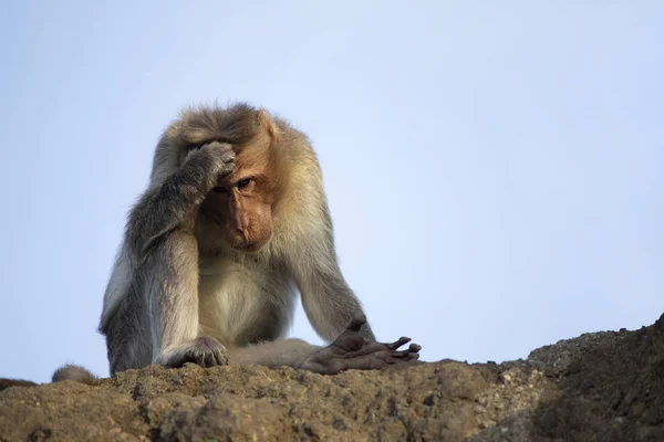 Rhesus macaque ou macaco coçando cabeça, Maharashtra, Índia . — Fotografia de Stock