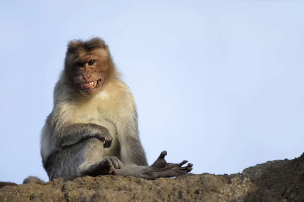 Rhesus macaque or monkey barring his teeth, Maharashtra, India. — Stock Photo, Image
