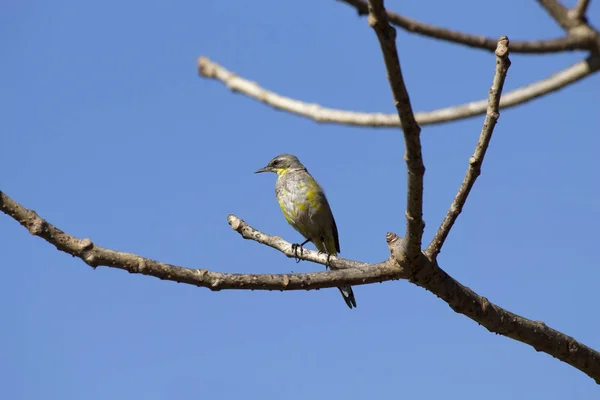 Primer plano de Gran atrapamoscas sentado en la rama del árbol . — Foto de Stock