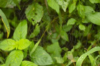 Örümcek ile web küre yeşil bir arka plana dayanır, Maharashtra, Hindistan.