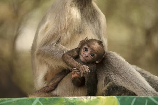 Língua Cinzenta Bebê Com Mãe Simia Entellus Jhalana Safari Park — Fotografia de Stock