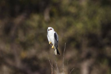 Kara çaylak, Elanus caeruleus kanatlı, Tadoba Andhari kaplan rezerv, Maharashtra, Hindistan.