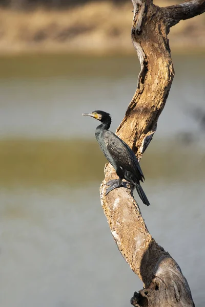 인도 마우, Phalacrocorax fuscicollis, 란 탐 보르 국립공원, 라자 스 탄, 인도. — 스톡 사진