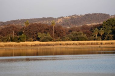 Rajbagh Lake, Ranthambore Milli Parkı, Rajasthan, Hindistan.