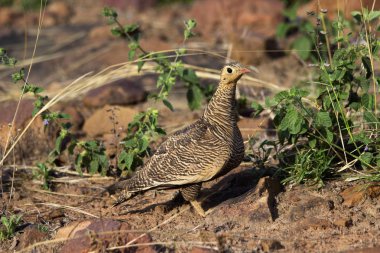 Boyalı bağırtlak, Pterocles indicus, Tadoba Milli Parkı, Maharashtra, Hindistan.