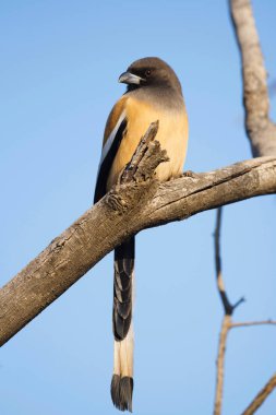 Kızılca treepie, Dendrocitta vagabunda, Ranthambore Milli Parkı, Rajasthan, Hindistan.