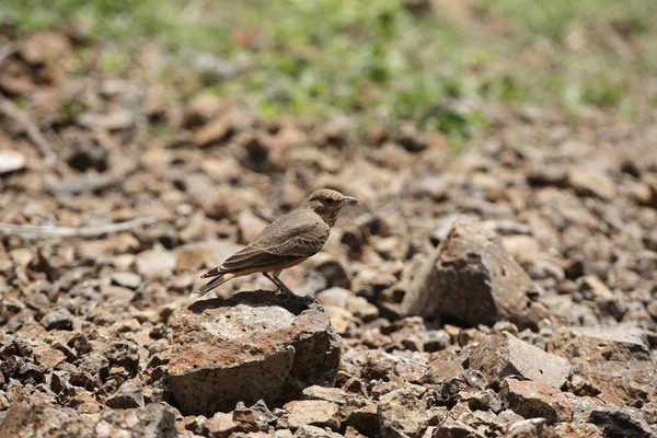 Kızıl kuyruklu toygar, Ammomanes phoenicura, Saswad, Pune bölge, Maharashtra, Hindistan. — Stok fotoğraf