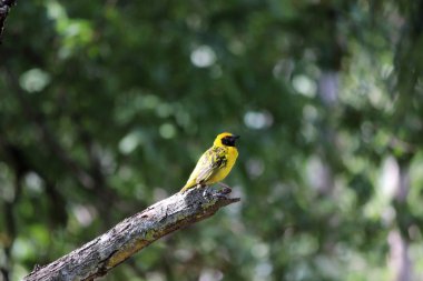 Köy weaver, Ploceus cucullatus, Cascavelle, Mauritius.