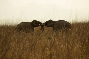 Asya fili, Elephas maximus, Corbett Milli Parkı, Uttarakhand, Hindistan.