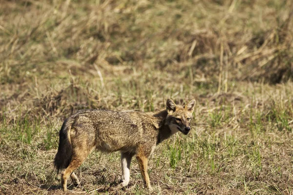 キンイロジャッカル、Canis 球菌、バンダヴガル国立公園、マディヤ ・ プラデーシュ州、インド. — ストック写真