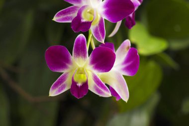 Dendrobium orkide, Dendrobium, Jurong kuş Parkı, Singapur.