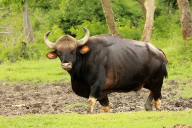 Hint Bull Guar, bos gaurus, Bandipur Milli Parkı, Maharashtra, Hindistan.