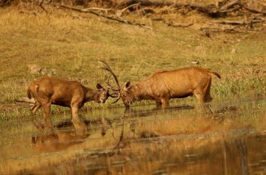 Bir sahte kavga Sambhar Stag, Rusa Unicolor, Pench Milli Park Madhyapradesh, Hindistan.