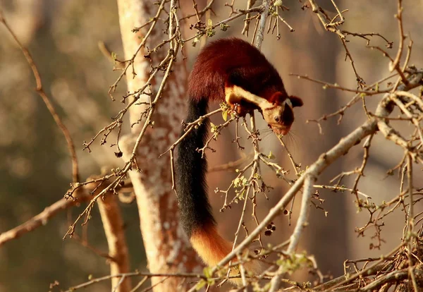 Malabar gaint squirell, Ratufa Indica, národní park Nagarhole, Karnataka, Indie. — Stock fotografie