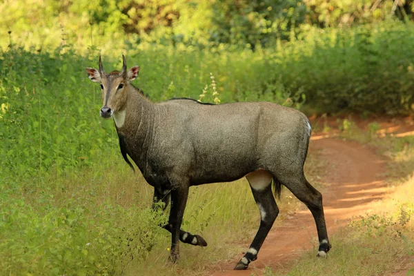 Nilgai, Boselephus tragocamelus, Tadoba národní park, Maharashtra, Indie. — Stock fotografie