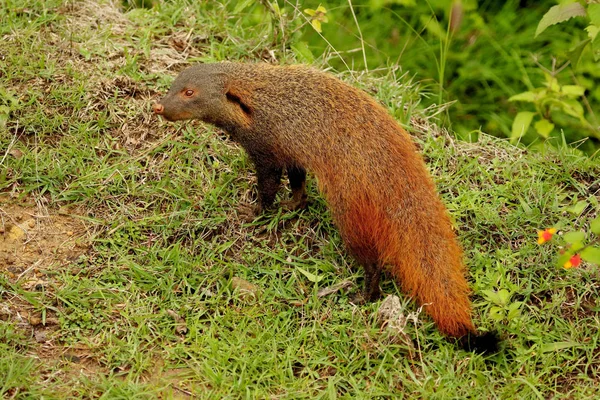 Streep hals Mangoose, Herpestes vitticollis, Nagarhole nationaal park Karnataka, India. — Stockfoto