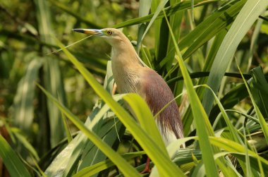 Plumage içinde Pond Heron, Ardeola grayii, Ranganathittu kuş cenneti, Karnataka, Hindistan.