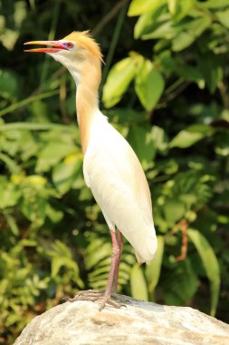 Plumage içinde sığır Egret, Bubulcus ibis, Ranganathittu kuş cenneti, Karnataka, Hindistan.