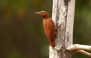Rufous Woodpecker, Micropternus brachyurus, Ganeshgudi, Karnataka, Hindistan.