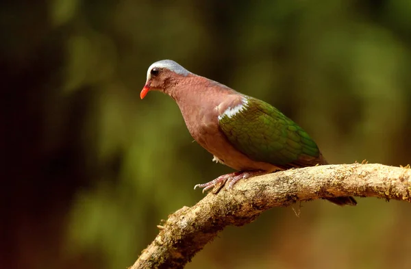 Emerald Dove, Chalcophaps Indica, Ganeshgudi, Karnataka, Indie. — Zdjęcie stockowe