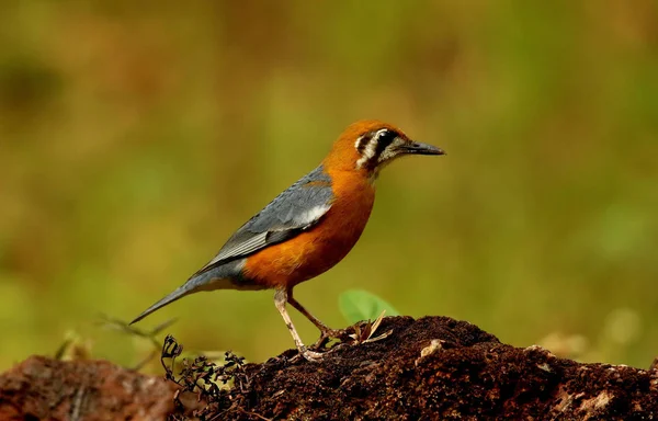 Zorzal de tierra de cabeza naranja, Geokichla citrina, Ganeshgudi, Karnataka, India . — Foto de Stock