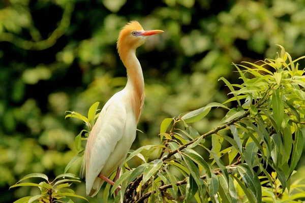 Bovinos Egret em Plumagem, Bubulcus ibis, Ranganathittu Bird Sanctuary, Karnataka, Índia . — Fotografia de Stock