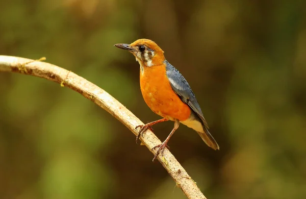 Zorzal terrestre de cabeza naranja, macho, Geokichla citrina, Ganeshgudi, Karnataka, India . — Foto de Stock