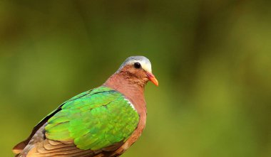 Zümrüt Dove, Chalcop, Indica, Ganeshgudi, Karnataka, Hindistan.