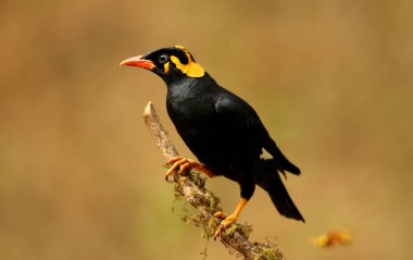 Hill Myna, Gracula dini, Ganeshgudi, Karnataka, Hindistan.