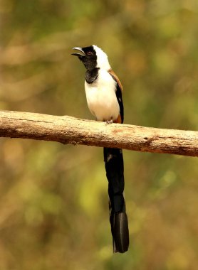 Beyaz Bellied Treepie, Dendrocitta leucogastra, Thettekad, Kerala, Hindistan.
