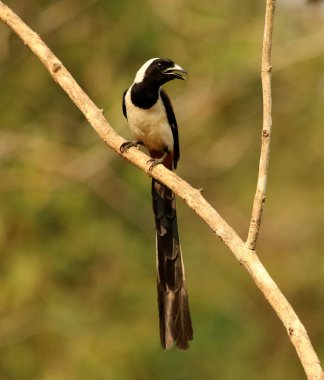 Beyaz Bellied Treepie, Dendrocitta leucogastra Thettekad, Kerala, Hindistan.