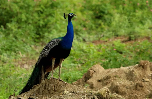 Peacock, PaVo cristatus, Bandipur, národní park, Karnataka, Indie. — Stock fotografie