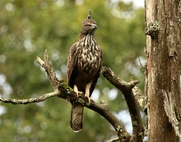 Águila Halcón Crestado, Nisaetus cirrhatus, Parque Nacional Bandipur, Karnataka, India . — Foto de Stock