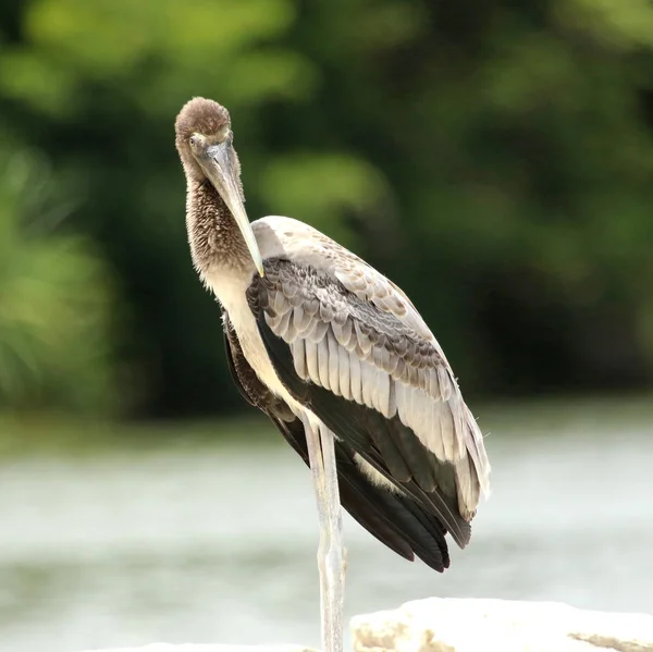 Cegonha pintada juvenil, Mycteria leucocephala, Ranganathittu Bird Sanctuary, Karnataka, Índia . — Fotografia de Stock