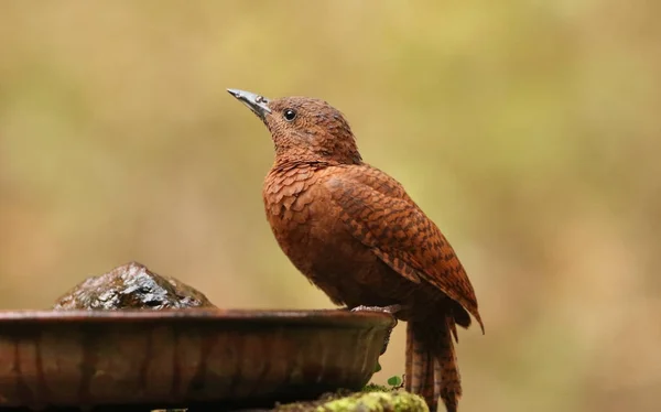 Rödbrösig Hack spett, Micropternus brachyurus, Ganeshgudi, Karnataka, Indien. — Stockfoto