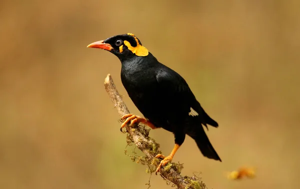 Hill Myna, Gracula dini, Ganeshgudi, Karnataka, Hindistan.