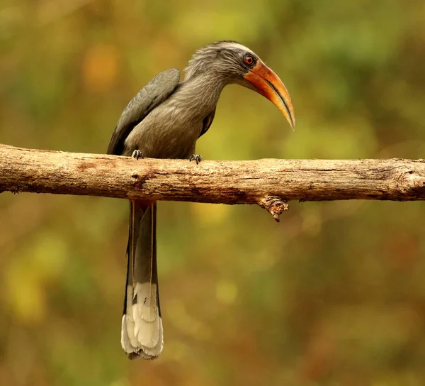 Malabar Grey Hornbill, Ocyceros griseus, Thettekad, Kerala, India. —  Fotos de Stock