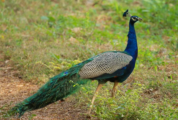 Peacock, Pavo cristatus, Nagarhole National park Karnataka, India. — Stock Photo, Image