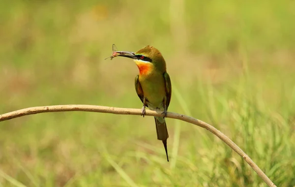 Jedlík modrý, Eater, Merops philippinus, Naguvana Halli, Karnataka, Indie. — Stock fotografie