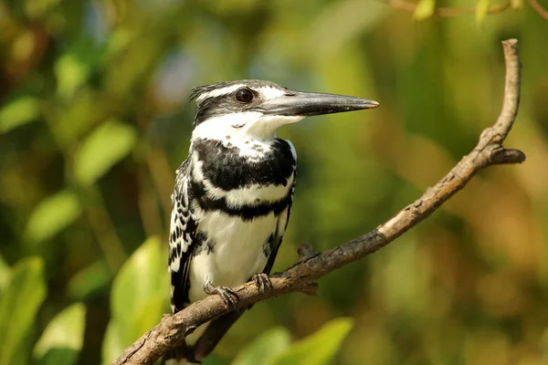 Pied Kingfisher, Ceryle rudis, Ranganathittu Bird Sanctuary, Karnataka, India. — Stok fotoğraf