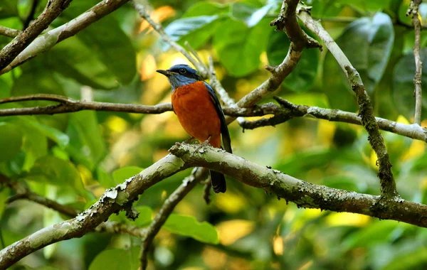 Mavi capped rock Thrush, Erkek, monticola cinclorhynchus, Nandi Hills, Bangalore, Karnataka, Hindistan. — Stok fotoğraf