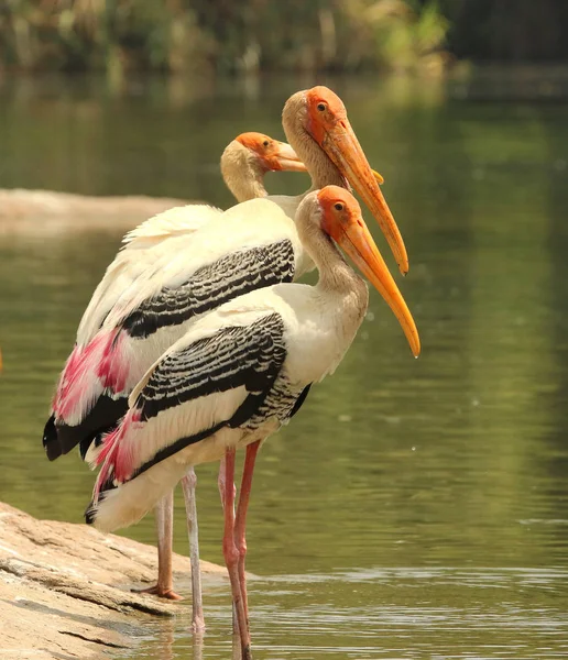 Cegonha pintada, Mycteria leucocephala, Ranganathittu Bird Sanctuary, Karnataka, Índia . — Fotografia de Stock