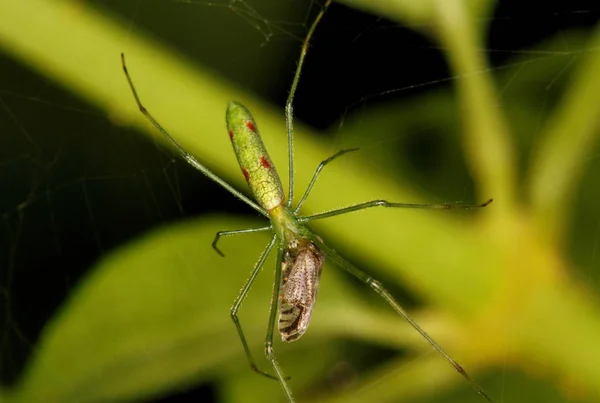 Long Jaw Orb Weaving Spider, fêmea, com Kill, Family, Tetragnathidae, Coorg, Karnataka, Índia . — Fotografia de Stock