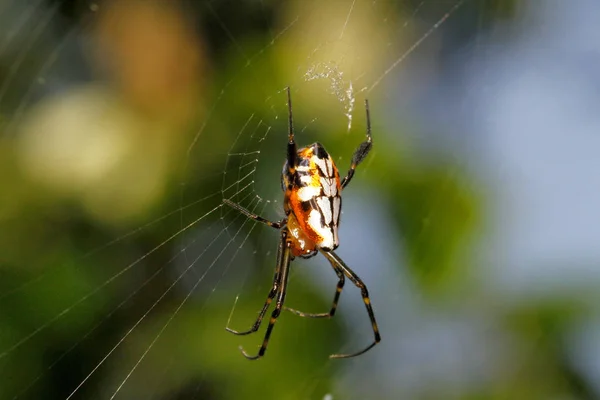 Garden Spider, Argiope aurantia, Coorg, Karnataka, Índia . — Fotografia de Stock