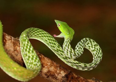 Yeşil Vine Snake, Ahaetulla nasuta Agumbe, Karnataka, Hindistan.