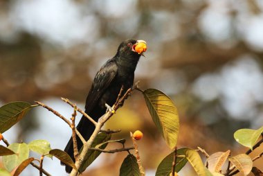 Asya Koel, Eudynamys scolopaceus, Erkek, Dandeli, Karnataka, Hindistan.