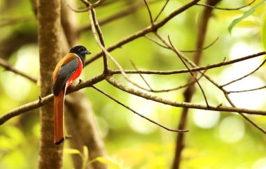 Malabar trogon, Harpactes fasciatus Machlolopus aplonotus, Erkek, Ganeshgudi, Karnataka, Hindistan.
